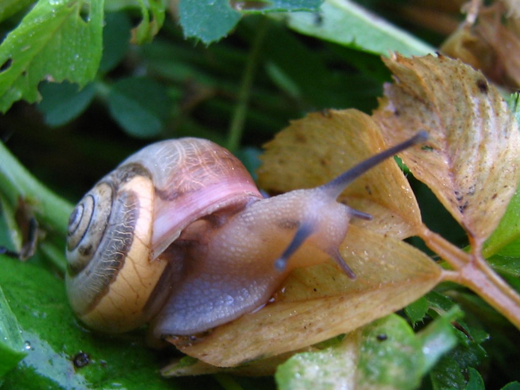 Ancora lumache da identificare