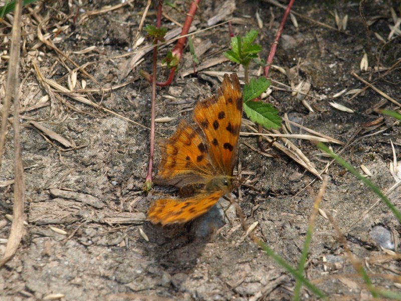 POLYGONIA C-ALBUM ?