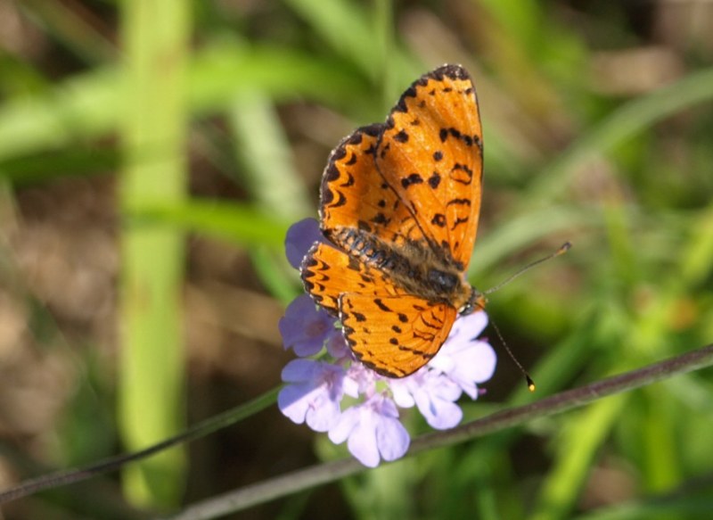 Melitaea didyma  ?