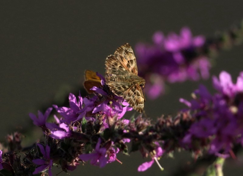 Da identificare : Carcharodus alceae