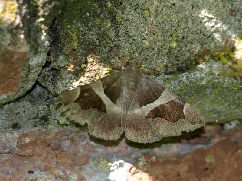 Da identificare II : Dysgonia algira