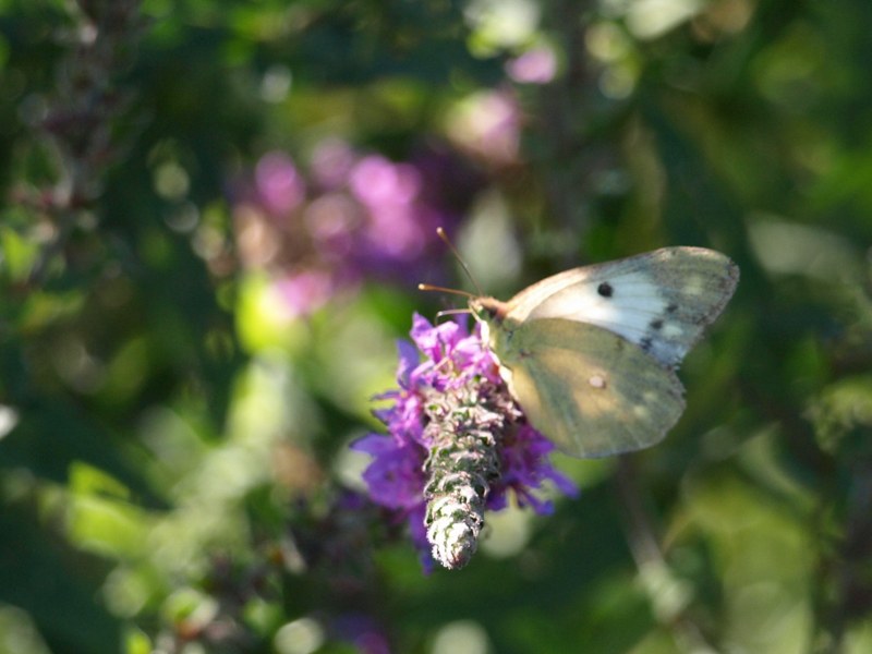 Colias crocea femmina ? Si, f. helice