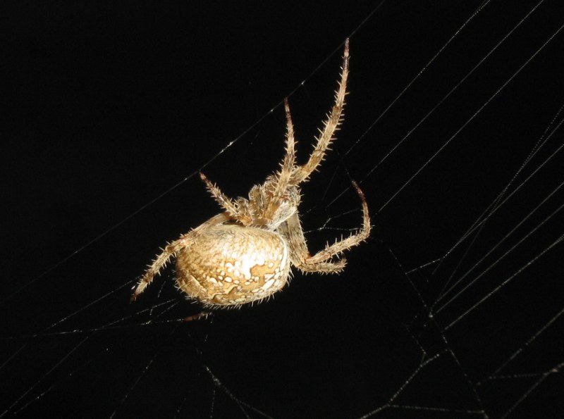 Da identificare (Miscellanea)