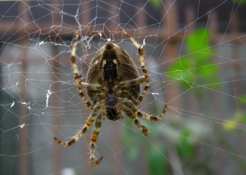 Da identificare (Miscellanea)
