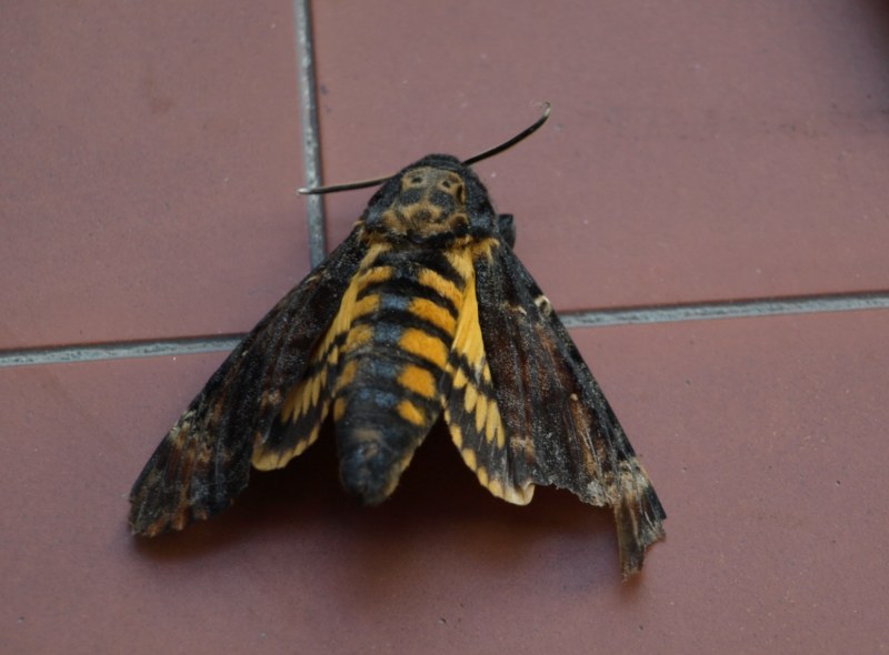 Falena da identificare - Acherontia atropos