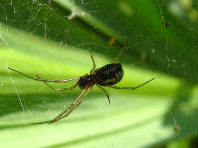Da identificare (ragni vari)