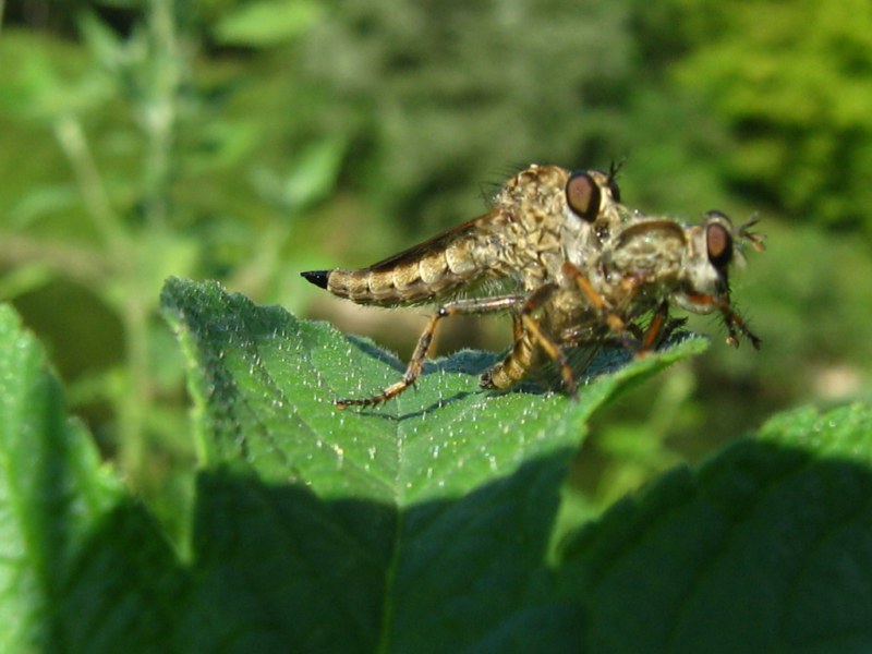 Eutolmus rufibarbis ?