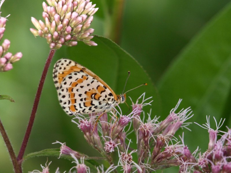 Melitaea phoebe ?