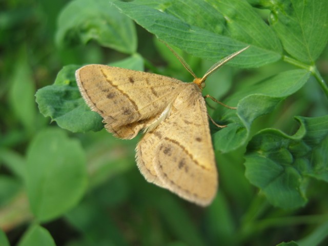 Nuova identificazione
