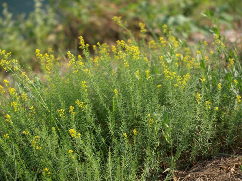 Galium verum