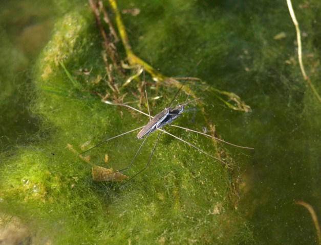 Da identificare  Aquarius  paludus ?????