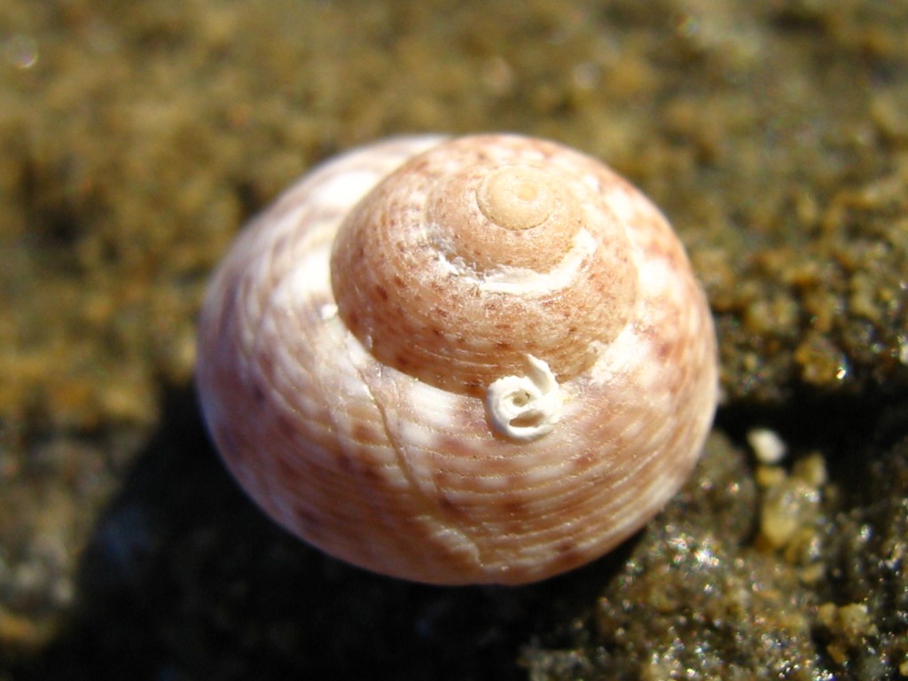 Ancora lumache da identificare
