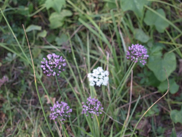 Da identificare (3) - Allium sp.