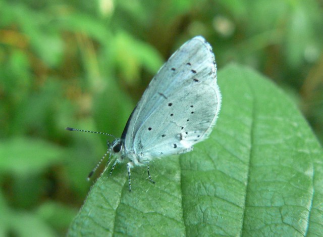 LYCAENIDAE da identificare - Celastrina argiolus