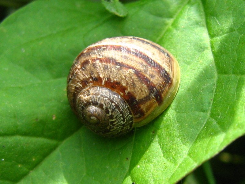 Aiuto riconoscimento lumache