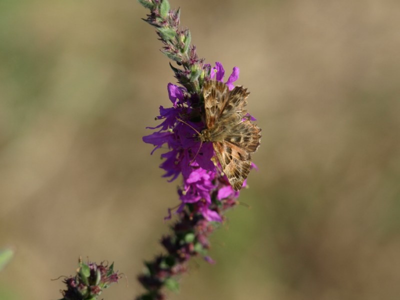 Da identificare : Carcharodus alceae