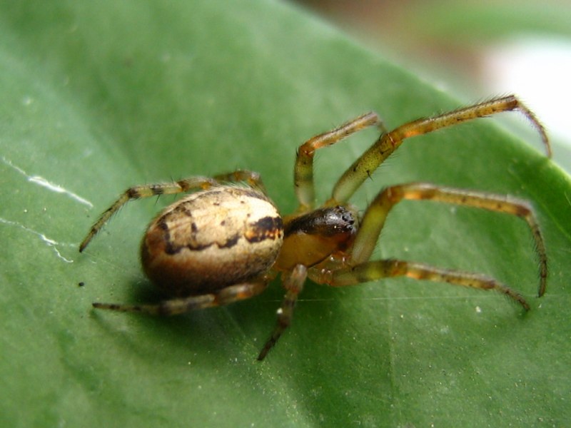 Da identificare (Miscellanea)