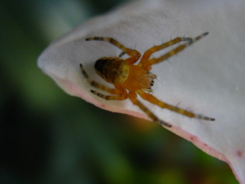 Da identificare (ragni vari)