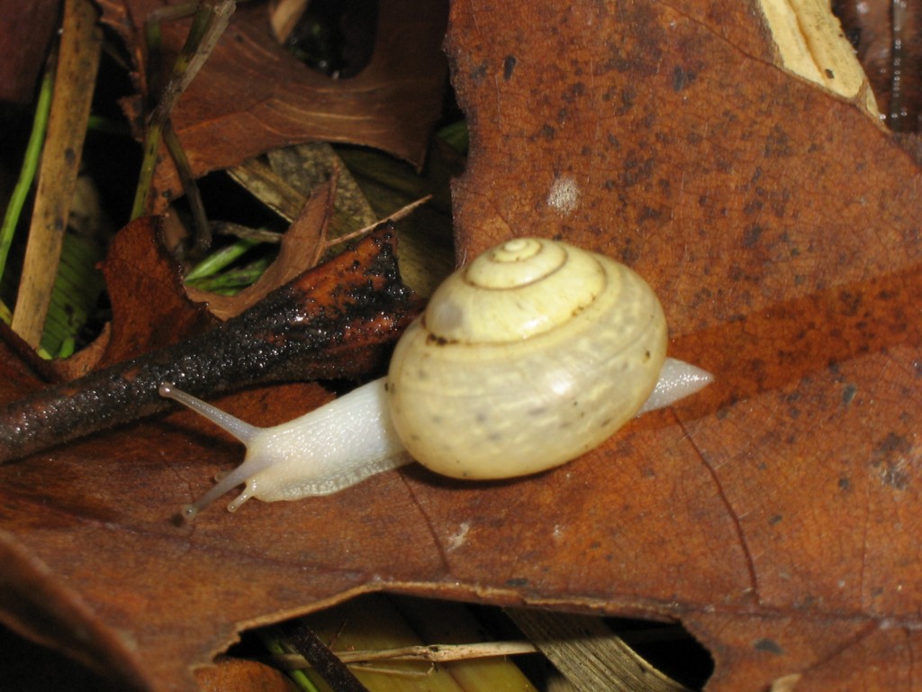Ancora lumache da identificare