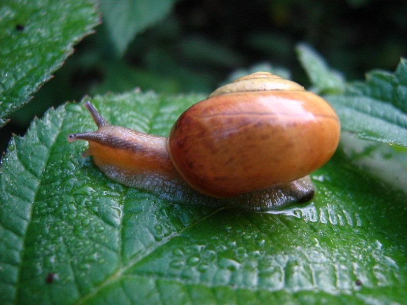 Aiuto riconoscimento lumache