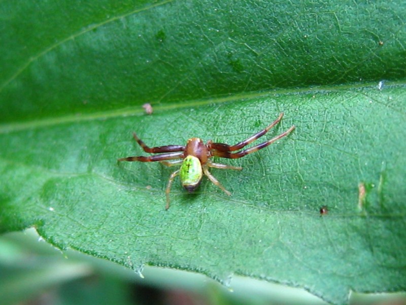 Da identificare (Miscellanea)