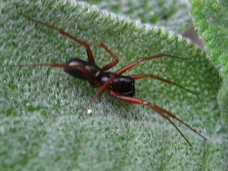 Da identificare (ragni vari)
