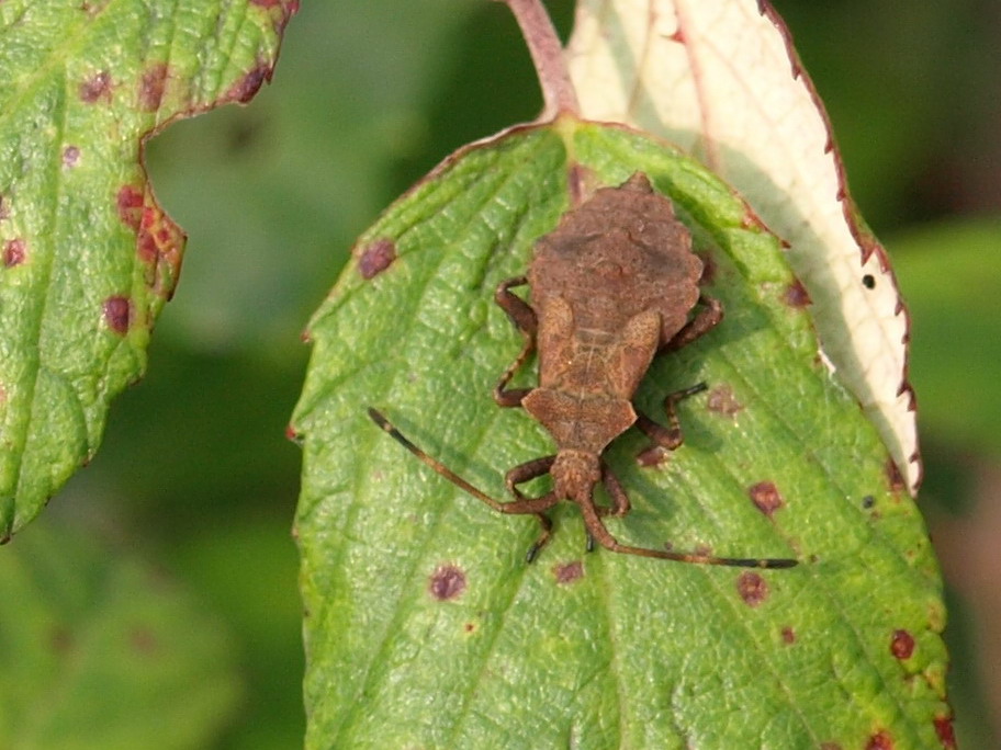 neanide  di Coreus marginatus   ?