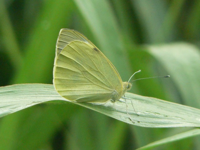 PIERIDAE da identificare