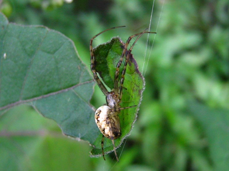 Da identificare (ragni vari)