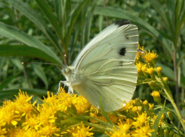 PIERIDAE da identificare