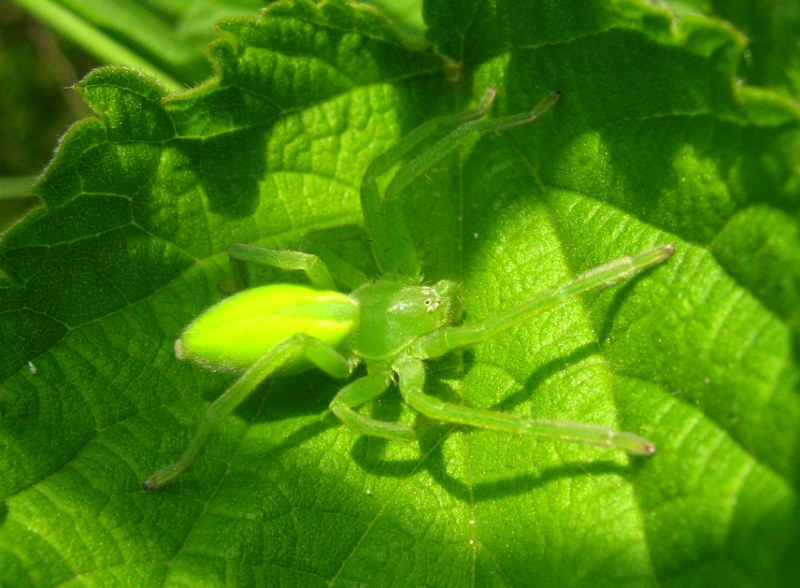 Da identificare (Miscellanea)