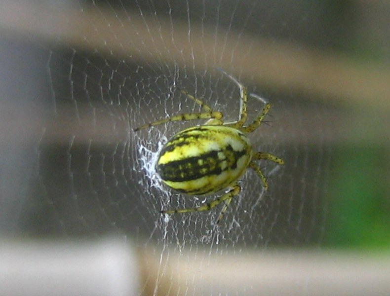 Da identificare (ragni vari)