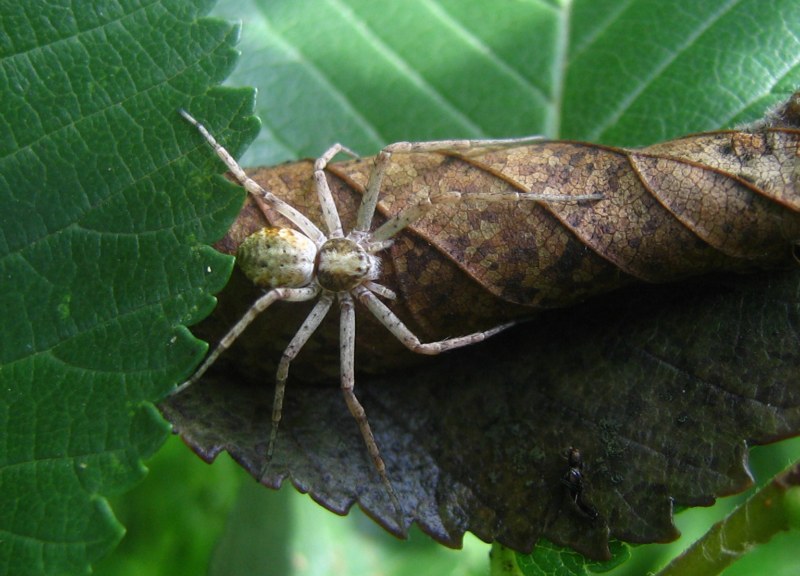 Da identificare (altri ragni vari)