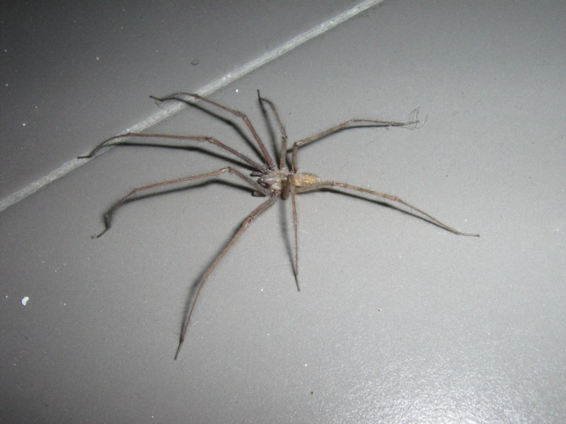 Da identificare (altri ragni vari)