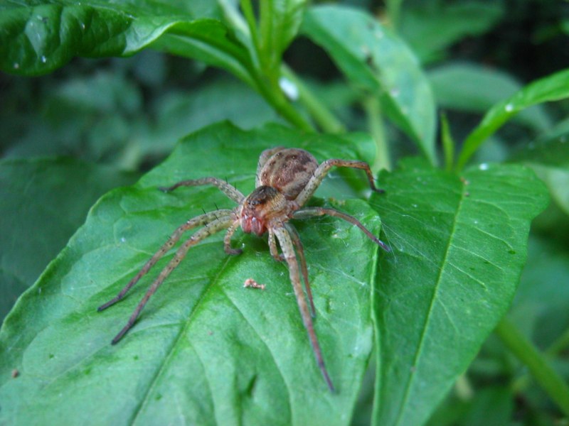 Da identificare (altri ragni vari)