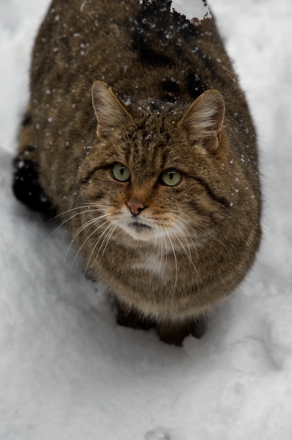 gatto selvatico ?