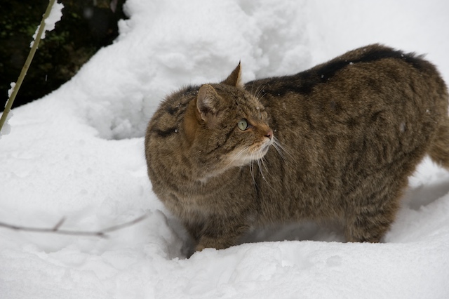 Gatto selvatico