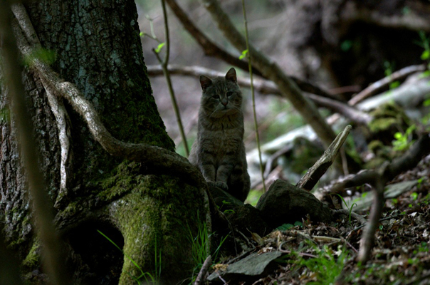 gatto selvatico ?