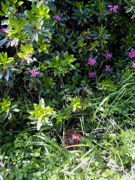 Gironzolando nella pecceta  1600 m di quota