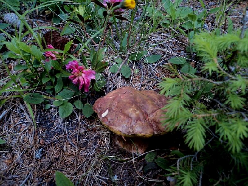 Gironzolando nella pecceta  1600 m di quota