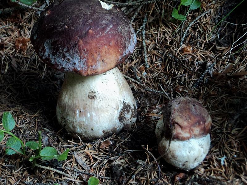 Gironzolando nella pecceta  1600 m di quota