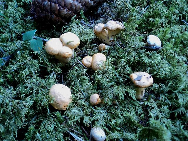 Gironzolando nella pecceta  1600 m di quota