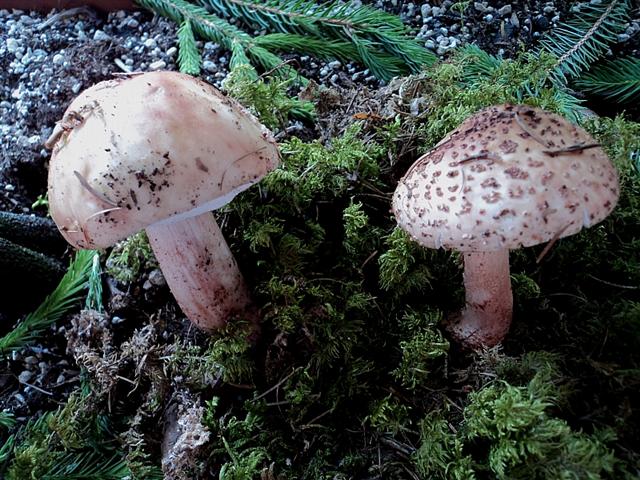 In pecceta a 1600m alt. Trentino orientale