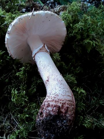 In pecceta a 1600m alt. Trentino orientale