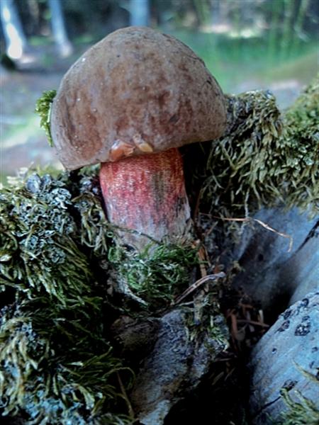 Cercar e non trovar...fanno incavolar