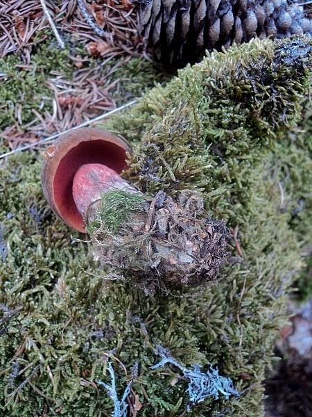 Cercar e non trovar...fanno incavolar