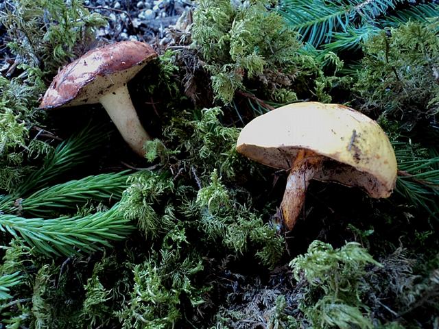 In pecceta a 1600m alt. Trentino orientale