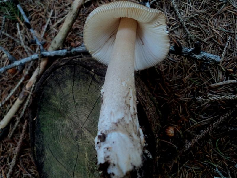 Cercar e non trovar...fanno incavolar