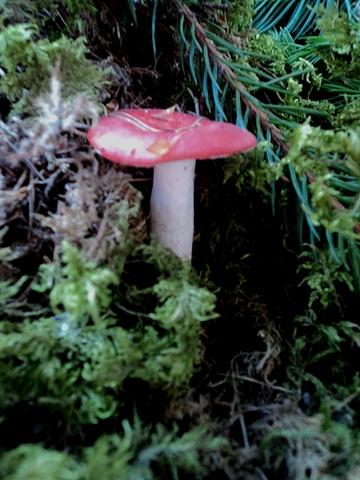 In pecceta a 1600m alt. Trentino orientale