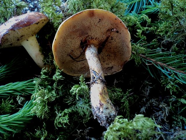 In pecceta a 1600m alt. Trentino orientale